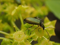 Chrysanthia flavipes