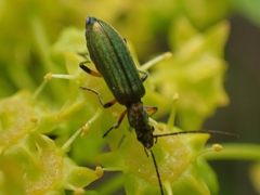 Chrysanthia flavipes