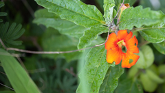 Pterodiscus cinnabarinus