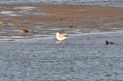 Larus argentatus