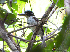 Melidora macrorrhina macrorrhina