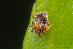 Phoroncidia scutula