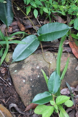 Ischnolepis natalensis