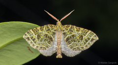 Synpelurga corralensis