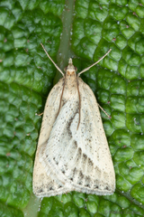 Psilaspilates signistriata