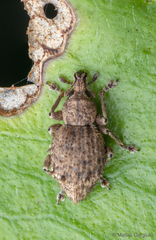 Dasydema hirtella