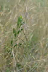 Austrostipa semibarbata