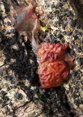 Ditangium cerasi