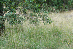 Austrostipa semibarbata