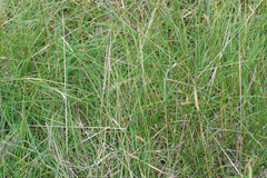 Austrostipa semibarbata