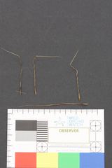 Austrostipa semibarbata