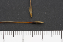 Austrostipa semibarbata