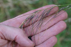 Austrostipa semibarbata