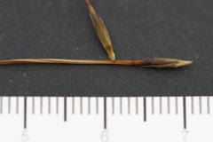 Austrostipa semibarbata