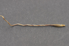 Austrostipa semibarbata