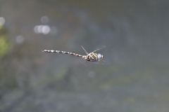 Austroaeschna pinheyi