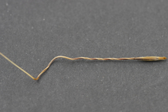 Austrostipa semibarbata