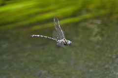 Austroaeschna pinheyi