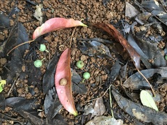 Elaeocarpus ruminatus