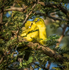 Zosterops flavilateralis