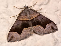 Scotopteryx moeniata