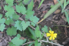 Cineraria dieterlenii