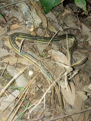 Psammophis condanarus
