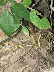 Psammophis condanarus