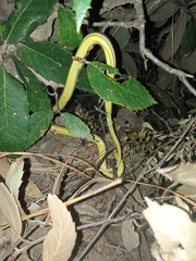 Psammophis condanarus