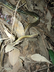 Psammophis condanarus