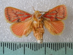 Comana miltogramma