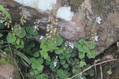 Plectranthus purpuratus