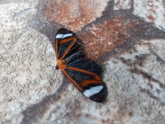 Hyalurga vinosa