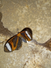 Hyalurga vinosa