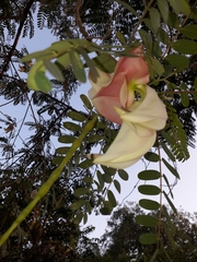 Sesbania grandiflora