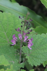 Equilabium petiolare