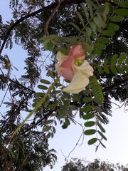 Sesbania grandiflora