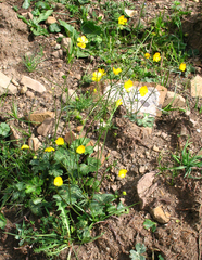 Ranunculus buhsei