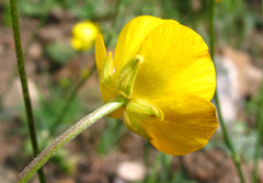 Ranunculus buhsei