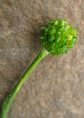 Ranunculus buhsei