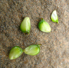Ranunculus buhsei
