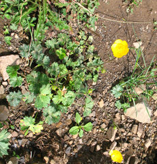 Ranunculus buhsei