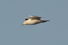 Larus argentatus