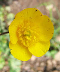 Ranunculus buhsei