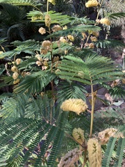 Paraserianthes