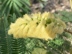 Paraserianthes