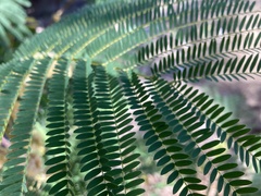 Paraserianthes