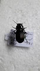 Megadromus antarcticus