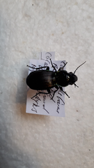 Megadromus antarcticus