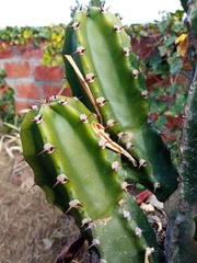 Euphorbia lactea